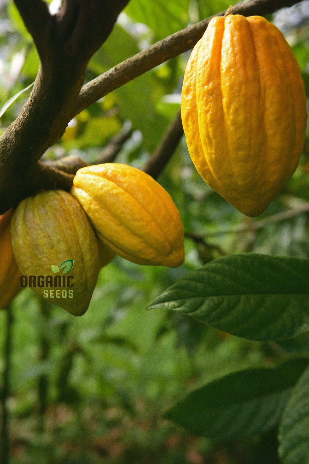 Top Health Benefits Specific to Dark Chocolate