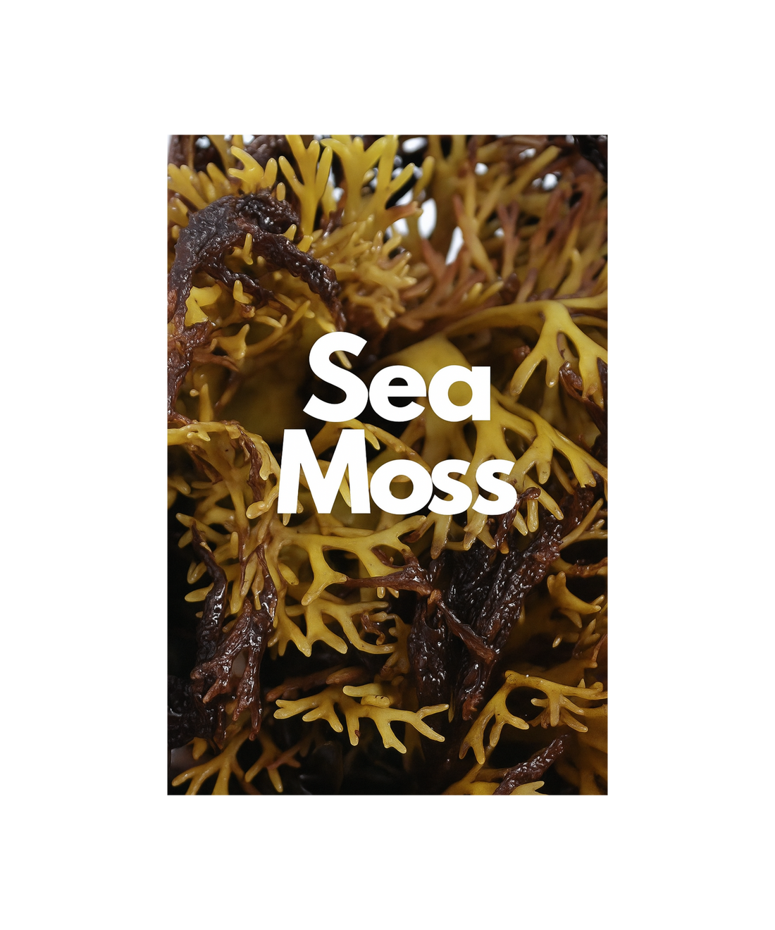 Sea Moss Benefits for Health: Nature’s Ocean Superfood 🌊