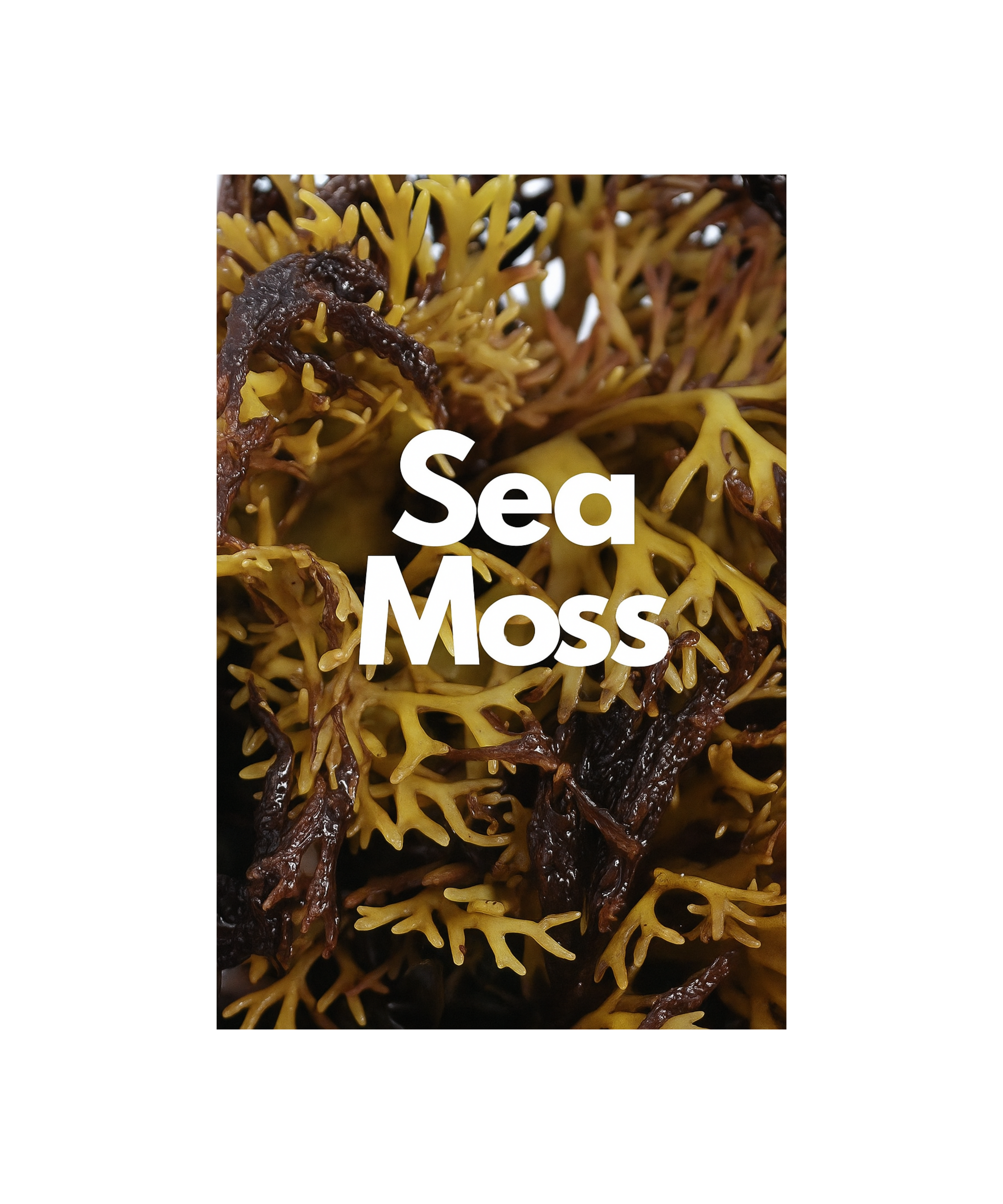 Sea Moss Benefits for Health: Nature’s Ocean Superfood 🌊