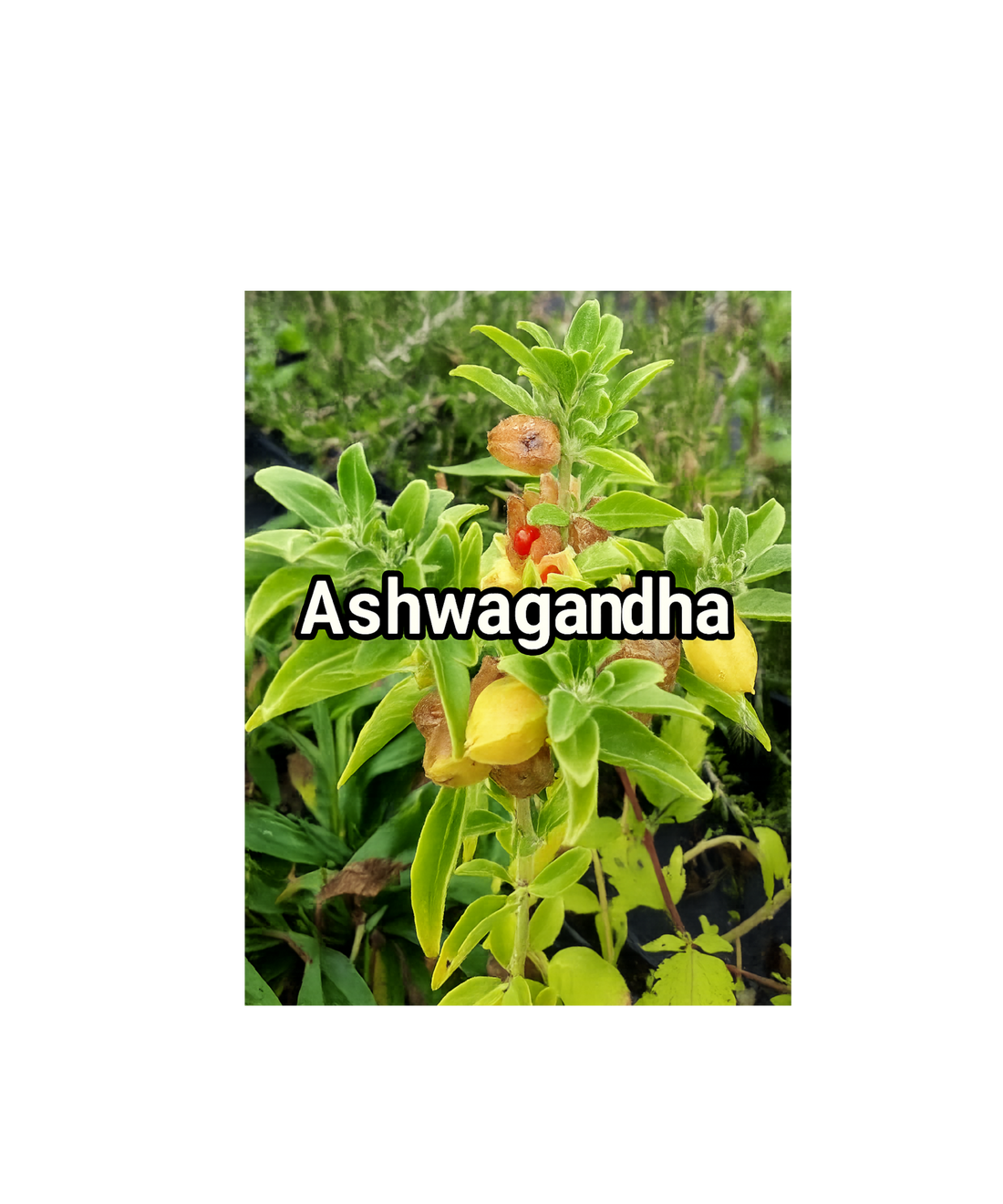 5 Essential Benefits of Ashwagandha and Black Pepper Supplement
